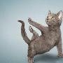 超可爱猫狗瑜伽照（图） 动物世界