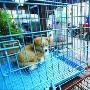 限狗令不少狗被多余 浙江、成都狗贩铆牢本地狗（图） 动物世界