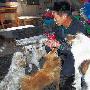 老夫妇20年收养500条流浪猫狗（图） 动物世界