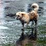 新疆乌鲁木齐市城区街头随处可见流浪狗（图） 动物世界