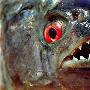 俄男子湖中钓起2.4公斤食人鱼（图） 动物世界