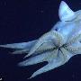 罕見章魚海底翩翩起舞猶如深海幽靈（圖） 動物世界