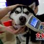 上海建“官网”帮助寻找失踪狗（图） 动物世界