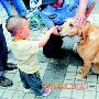 退役搜救犬“来福”在川颐养天年（图） 动物世界
