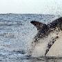 南非大白鲨跃出水面4米捕食猎物（图） 动物世界