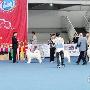 第四届爱斯达名犬展完美落幕（图） 动物世界