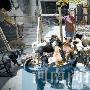 女工变卖房产救助300多只流浪狗（图） 动物世界