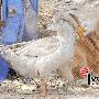 家鹅恋上黄狗 同吃同住同看家（图） 动物世界