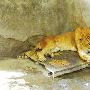 狮虎兽做客中山动物园（图） 动物世界