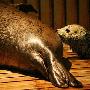 青岛极地海洋世界斑海豹喜添新丁（图） 动物世界