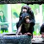 动物园设奖为三只黑猩猩征名（图） 动物世界