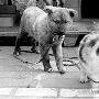 猫咪给狗狗当了半年“妈妈”（图） 动物世界