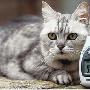 英猫呼噜声达73分贝或创世界纪录（图） 动物世界