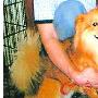 寻回爱犬愿重酬1万元（图） 动物世界
