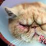 割“双眼皮”为了给猫治眼疾 （图） 动物世界