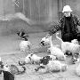 30只流浪猫要生崽 好心大爷无力供养（图） 动物世界