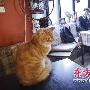 “以猫会友”为宠物相亲征友 （图） 动物世界
