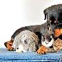 博爱“保姆狗”带受伤动物回家（图） 动物世界