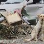 日灾区现场：狗狗在废墟前等待主人 （图） 动物世界