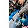 两只日本震区小海豚移居南京海底世界（图） 动物世界