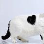 英国可爱流浪猫背上的毛呈罕见心形（图） 动物世界