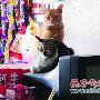 小猫趴在电视后盖上取暖（图） 动物世界