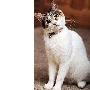 神奇小猫预测癫痫救主命 （图） 动物世界