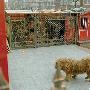 一家养4条藏獒 扰民遭邻居投诉（图） 动物世界