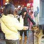 大型犬上闹市 有人欢喜有人忧（图） 动物世界