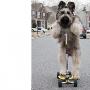 美國寵物冠軍牧羊犬 愛騎滑板車到處溜達（圖） 動物世界