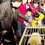 动物园熊猫馆来了“姐妹花” （图） 动物世界