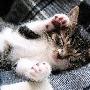 吃猫灰色产业链背后显示人性缺失（图） 动物世界
