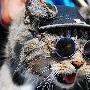 搞怪：戴眼镜的猫（图） 动物世界