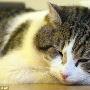 英国唐宁街10号宠物猫爱睡觉不爱捕鼠（图） 动物世界