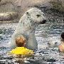 加拿大儿童与北极熊水中上演零距离接触（图） 动物世界