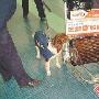 昆明机场检疫犬去年截获1338批禁携物（图） 动物世界