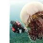 世界体型最大的隐秘海洋杀手巨型水母（图） 动物世界