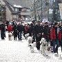 加拿大枪杀100只雪橇犬 引发公众抗议（图） 动物世界