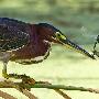 精彩瞬间：绿鹭捕食蜻蜓（图） 动物世界