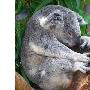 动物界六大睡神：考拉每天睡眠达22小时（图） 动物世界