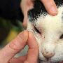 英国“近视猫”成戴隐形眼镜第一猫 （图） 动物世界