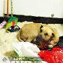 猛犬麻醉托运醒来咬伤两人（图） 动物世界