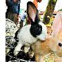 动物保护组织：市民莫心血来潮养宠物兔（图） 动物世界