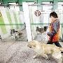 春节宠物寄养"床位费"堪比酒店（图） 动物世界