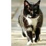 英首相府 招“公务猫”（图） 动物世界