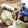 寒冬里看动物园小猴子抱团取暖（图） 动物世界