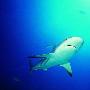 白斑角鲨怀孕期长达22个月（图） 动物世界