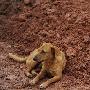 宠物狗为泥石流遇难主人守墓两天两夜（图） 动物世界