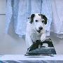 英国网络名狗:洗衣服接孩子都精通（图） 动物世界