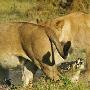 非洲鳄鱼偷袭幼狮反遭数头母狮围攻丧命（图） 动物世界